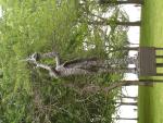 DSC00600.JPG