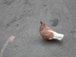 DSC00652.JPG