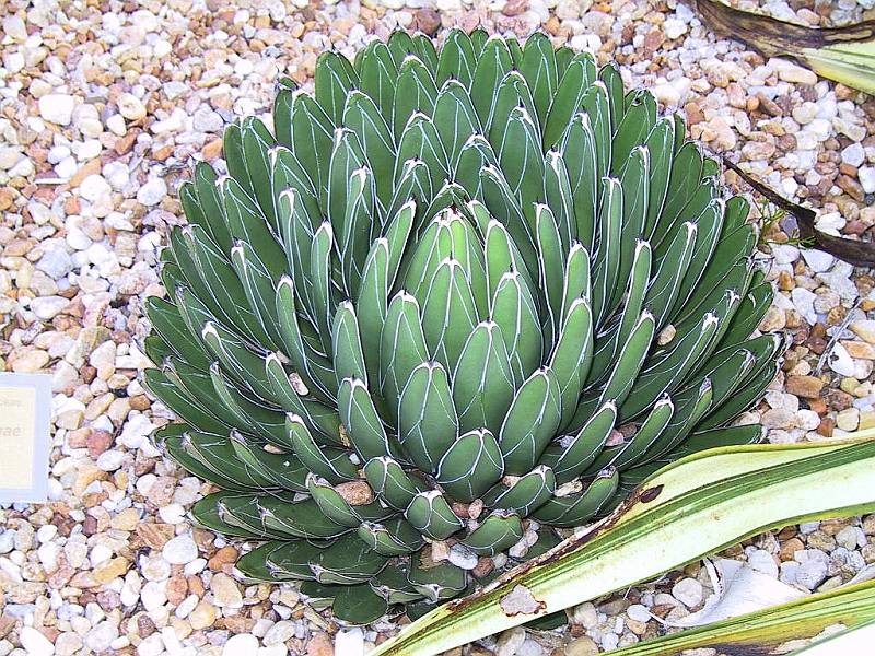 129-2909_IMG.JPG