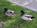 129-2923_IMG