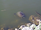 130-3055_IMG