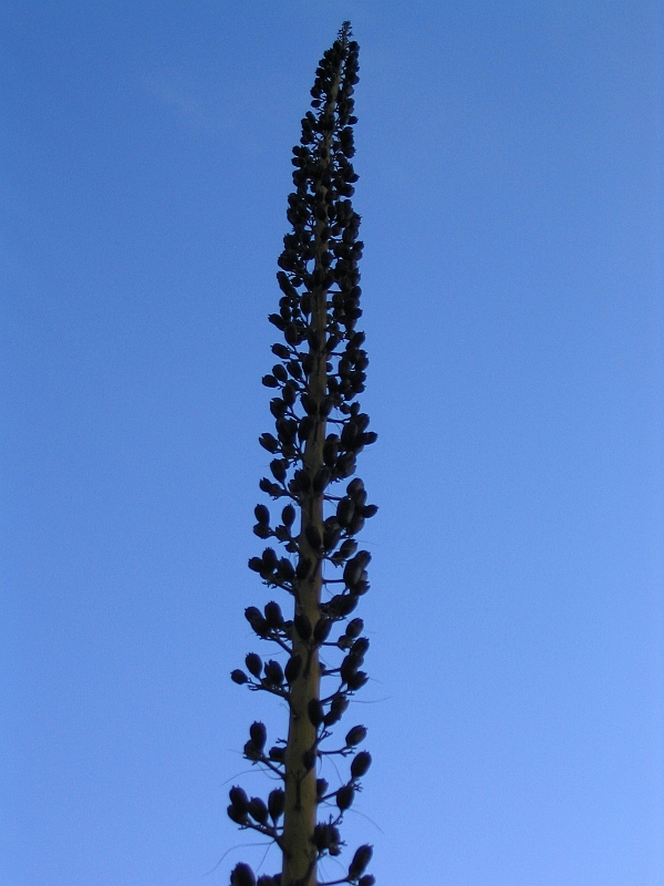 171_7140.JPG
