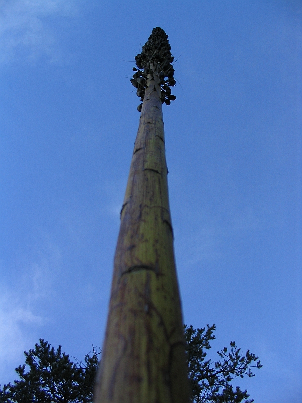 171_7144.JPG