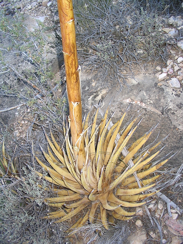 171_7145.JPG