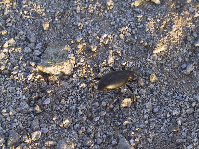 171_7104.JPG