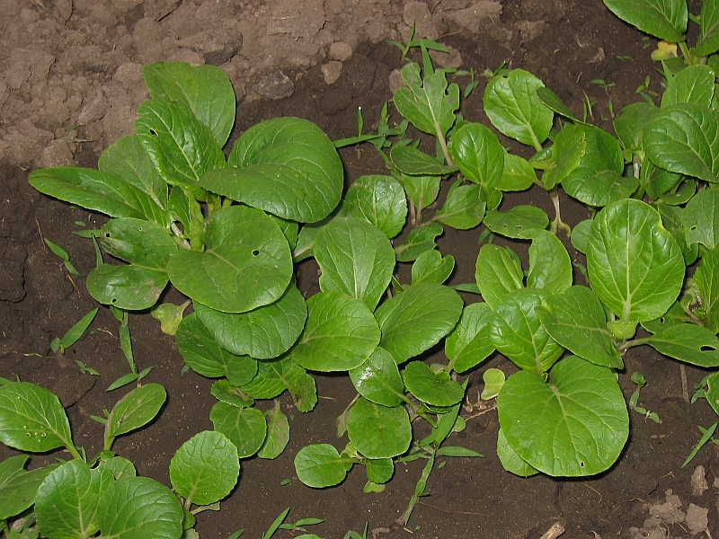 IMG_1025.JPG - �9Bok Choy Mustard