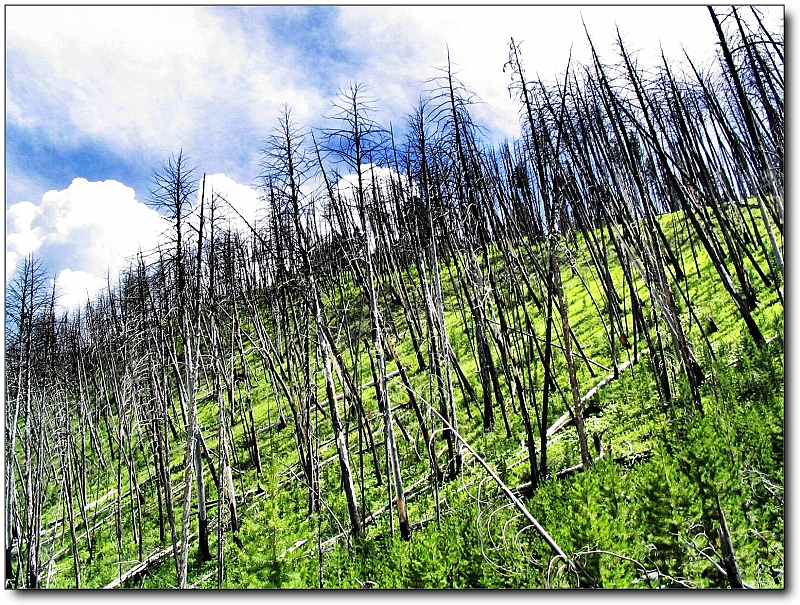 IMG_0577_psp_tp_neo2.JPG - dead trees due to forest fire. Shot on Blacktail Plateau Drive