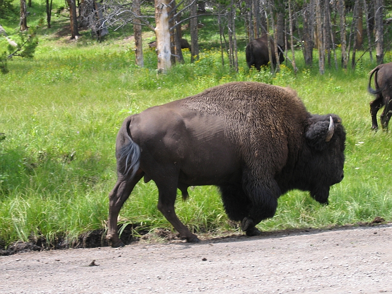 IMG_1942.JPG - �.Bison is walking around our car.