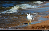 IMG_8688_neo2