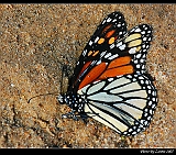 IMG_8766_neo2