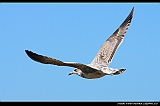IMG_8773_pis_neo2