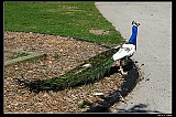 IMG_8273_neo2