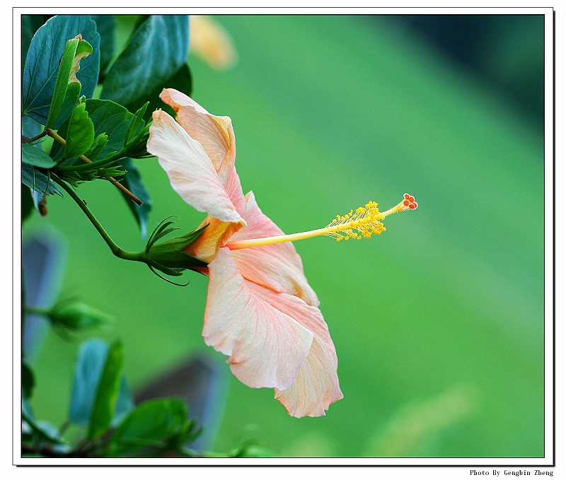 IMG_1240_neo2.JPG - (Canon 100mm f2.8 macro lens)