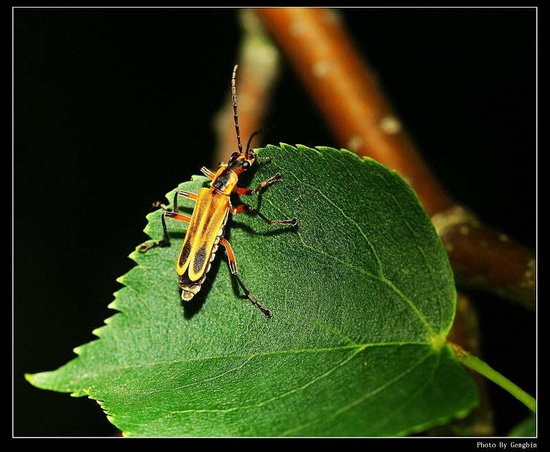 IMG_1849_neo2.JPG - (Canon 100mm f2.8 macro lens)