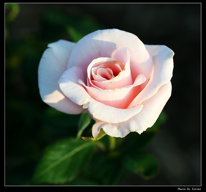 IMG_2601_neo2.JPG - (Canon 100mm f2.8 macro lens)