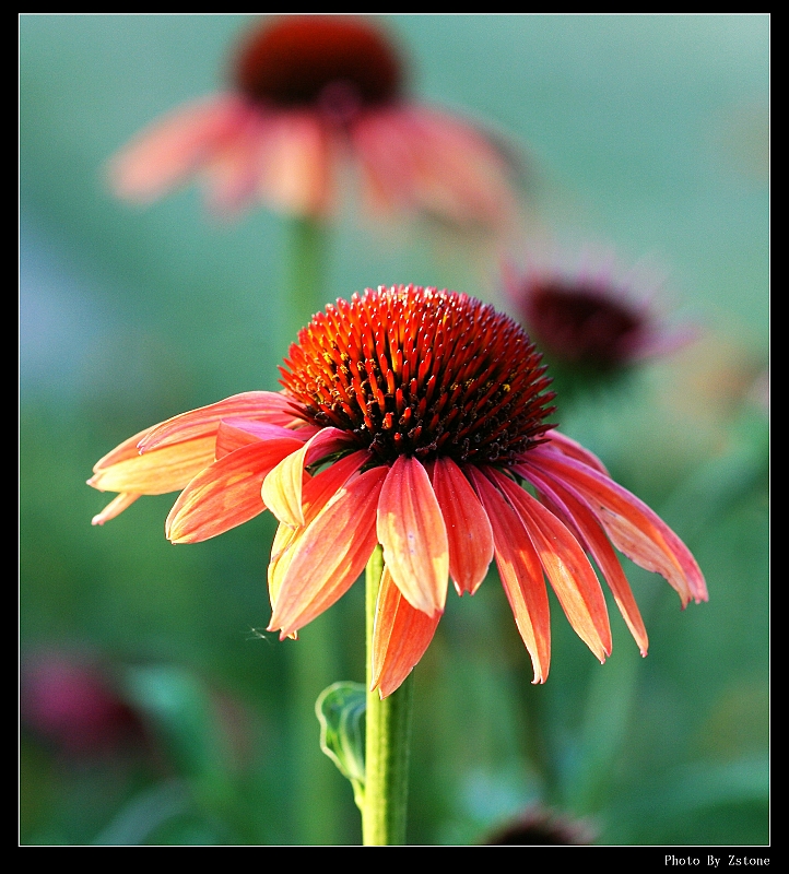 IMG_2610_neo2.JPG - (Canon 100mm f2.8 macro lens)
