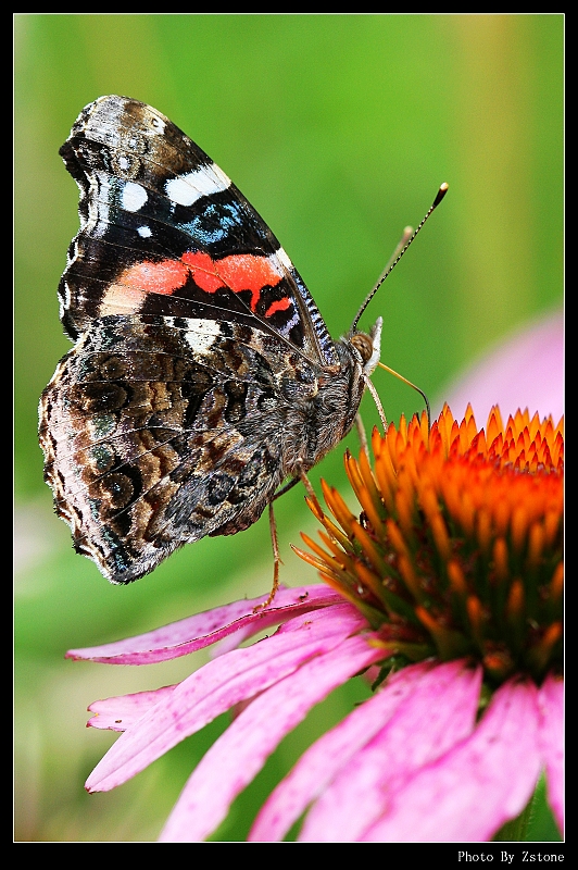 IMG_3771_neo2.JPG - Elegance (Canon 100mm f2.8 macro lens)