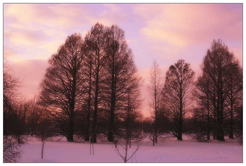 IMG_4174_neo.JPG - Trees near Japan House at sunset (Tamron 28-75mm f2.8 lens)