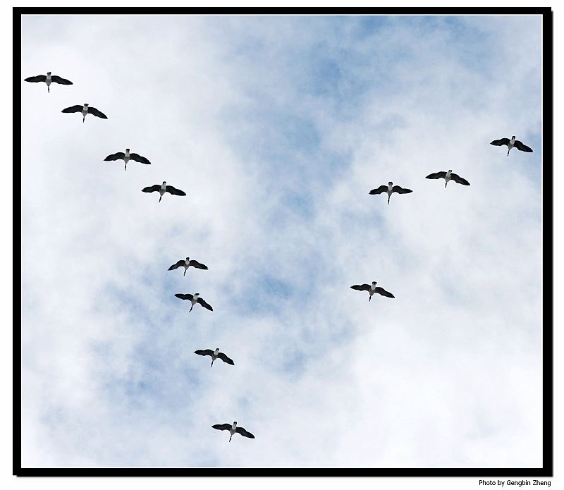 IMG_4263_neo.JPG - Birds flying over my house (with Canon 70-200mm f/4L lens)
