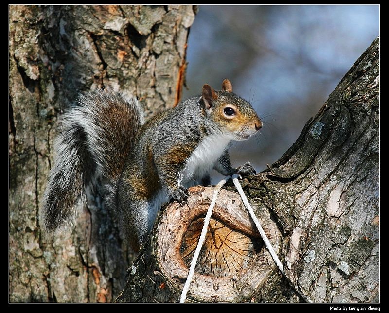 IMG_4447_neo.JPG - A squirrel at my backyard playing with the cloth line (with Canon 70-200mm f/4L lens)