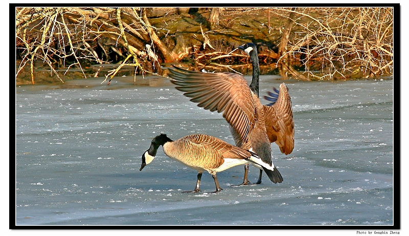 IMG_5566_tp2.JPG - (with Canon 70-200mm f/4L lens)