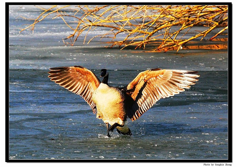 IMG_5635_neo3.JPG - Landing on the iced lake (with Canon 70-200mm f/4L lens)