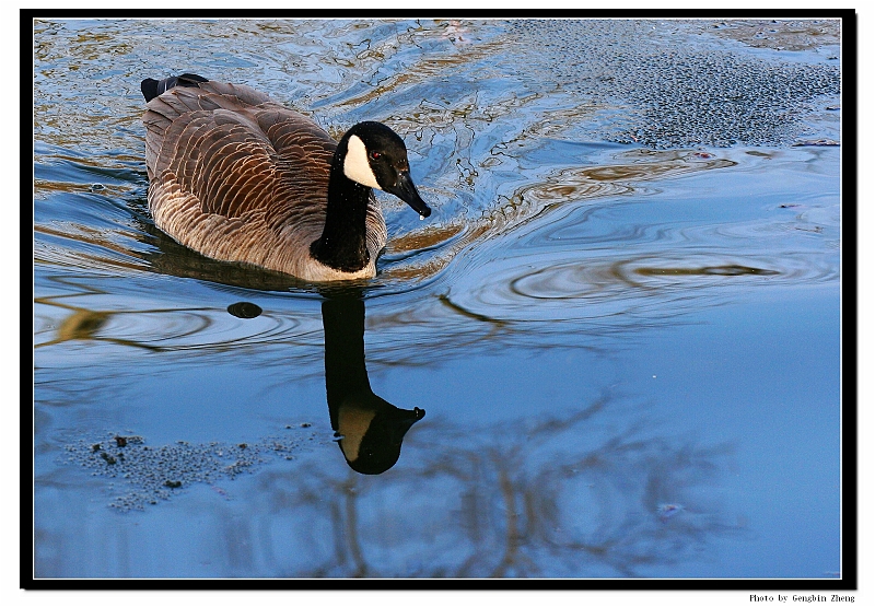 IMG_5676_crop_tp2.JPG - A wild goose swimming in the iced lake. (with Canon 70-200mm f/4L lens)