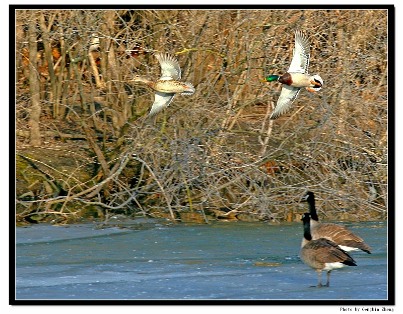 IMG_5720_tp2.JPG - Male duck chasing female (with Canon 70-200mm f/4L lens)