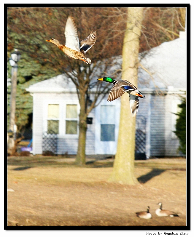 IMG_5730_neo2.JPG - Male duck chasing female? (with Canon 70-200mm f/4L lens)