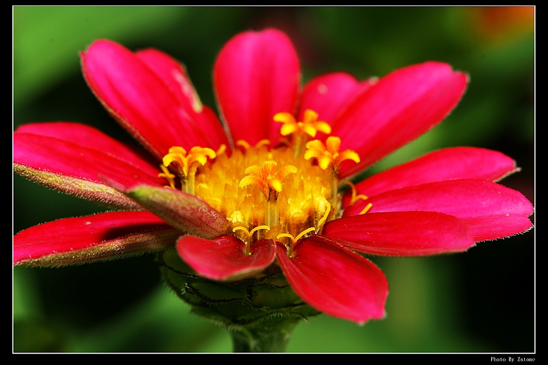 IMG_6087_neo2.JPG - (Canon 100mm f2.8 macro lens)