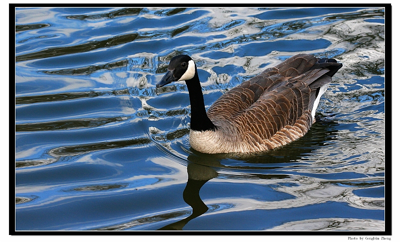 IMG_6093_neo2.JPG - Goose in early spring (with Canon 70-200mm f/4L lens)