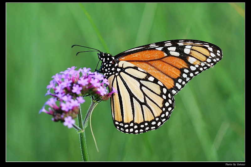 IMG_6093_neo_ps2.JPG - (Canon 100mm f2.8 macro lens)