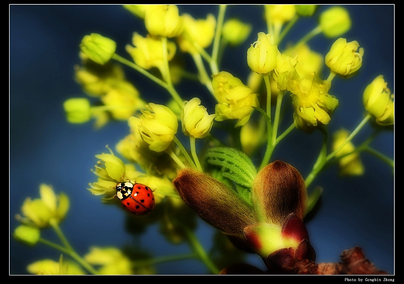 IMG_7222_ps_neo2.JPG - (Canon 100mm f2.8 macro lens)