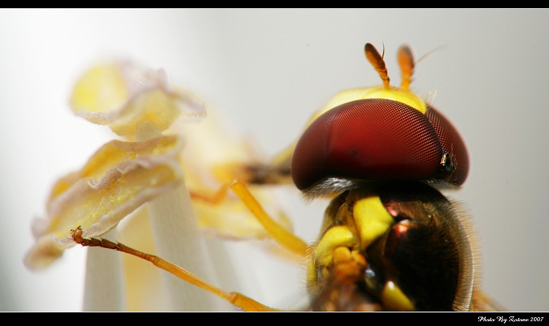 IMG_7250_neo2.jpg