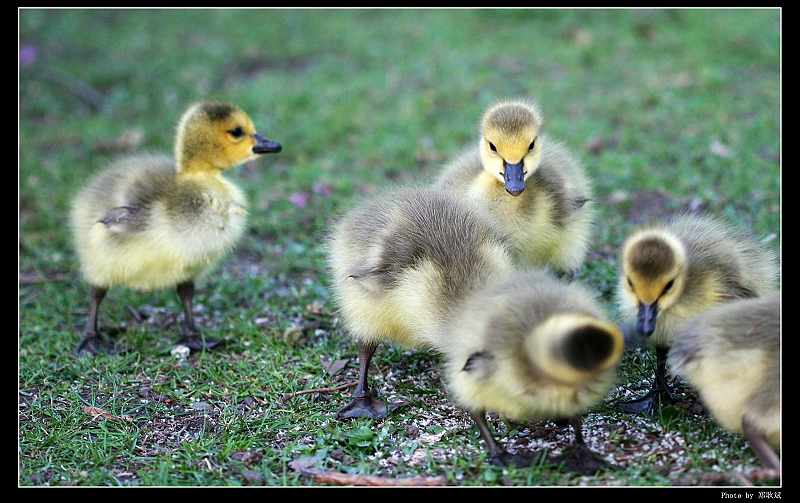 IMG_8830_neo2.JPG - Baby Geese (Canon 100mm f2.8 macro lens)
