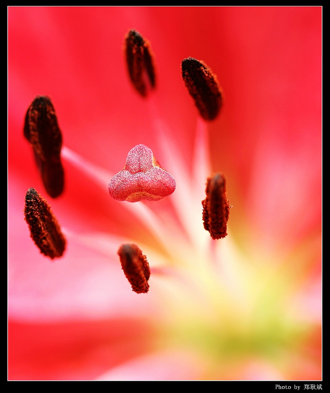 IMG_8877_neo2.JPG - Lily (Canon 100mm f2.8 macro lens)