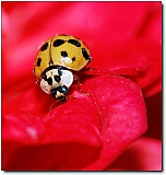 IMG_0503_pis_neo2