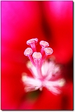 IMG_0537_pis_neo2