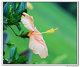 IMG_1240_neo2
