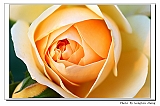 IMG_1256_neo_filtered2