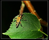 IMG_1849_neo2