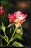IMG_2598_neo2