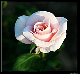 IMG_2601_neo2