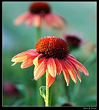 IMG_2610_neo2