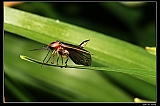 IMG_2681_neo_filtered2
