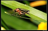 IMG_2683_neo_filtered2