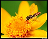 IMG_3632_neo2