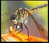 IMG_3998_neo2