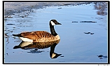 IMG_5598_neo2