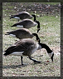IMG_6048_neo2